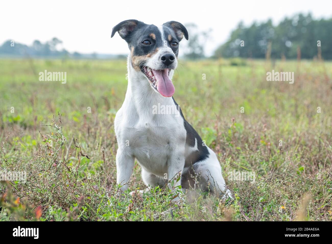 Black and white Jack Russell Terrier posing in a field Stock Photo - Alamy