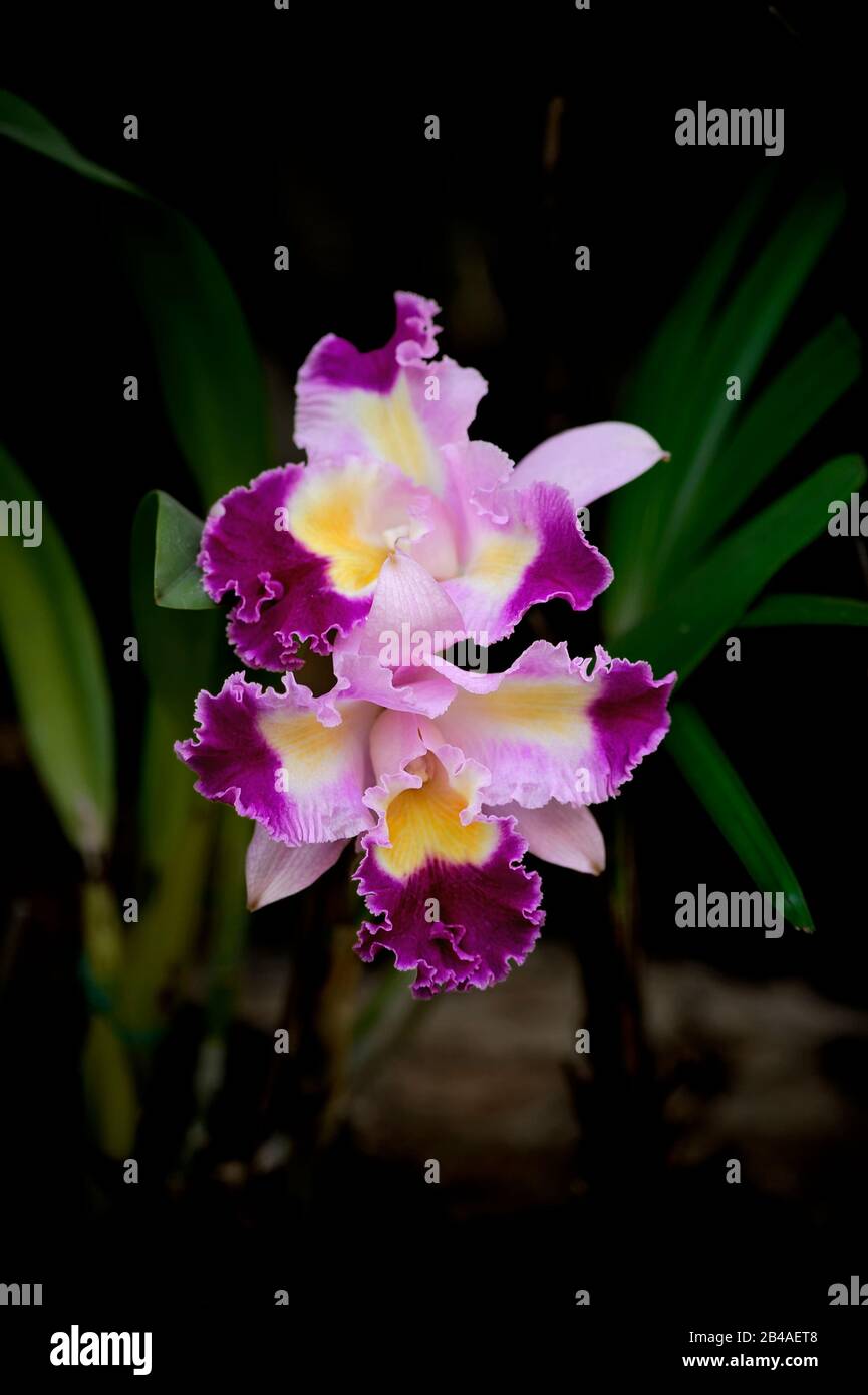 Vibrant orchids hi-res stock photography and images - Alamy