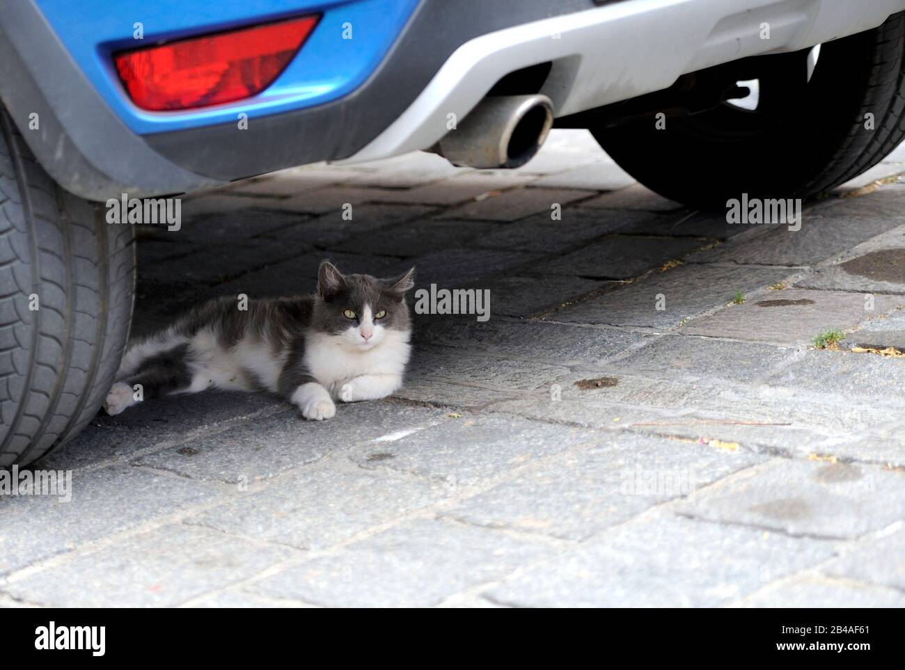 A Stray cat lying in a car shade. Stock Photo
