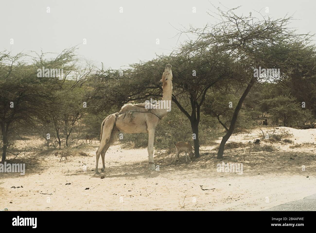 Camel eating leaves from tree in Salalah Oman Stock Photo Alamy