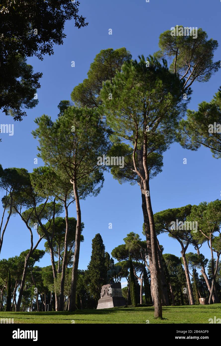 Pinien, Garten, Villa Rom, Italien Stock Photo Alamy