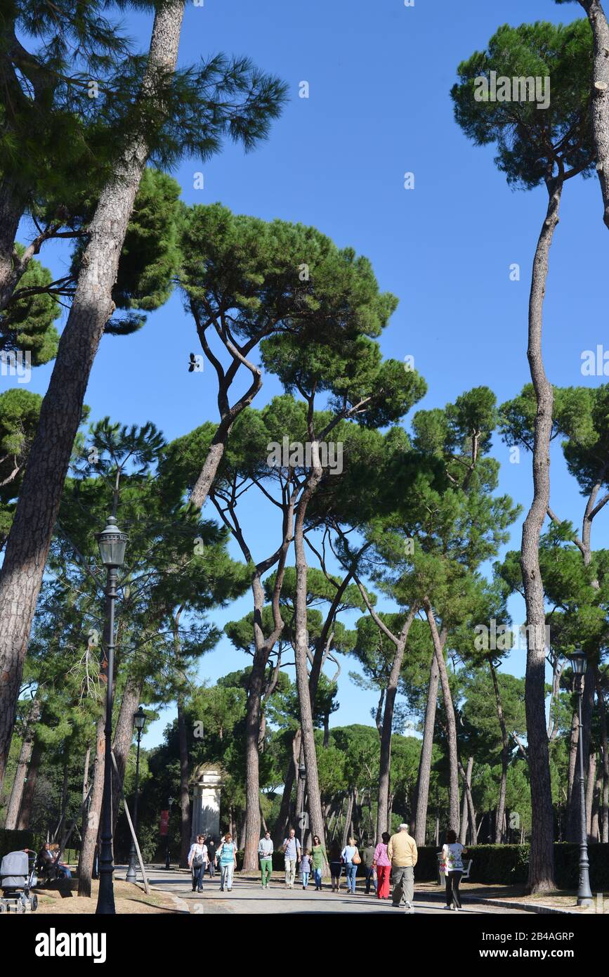 Pinien, Garten, Villa Rom, Italien Stock Photo Alamy