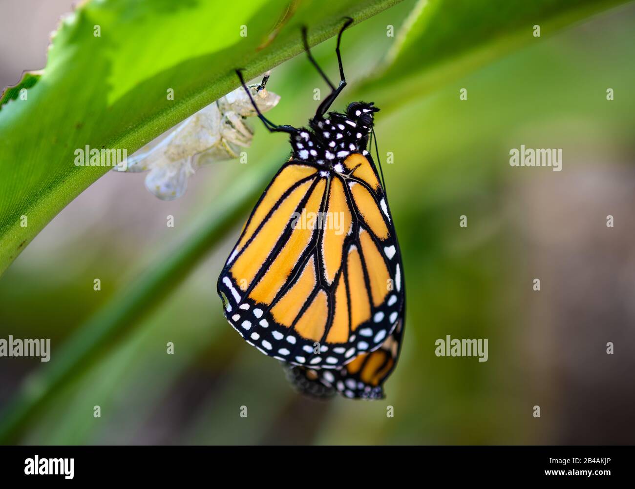 Freshly emerged Monarch Butterfly (Danaus plexippus) from chrysalis. Houston, Texas, USA. Stock Photo
