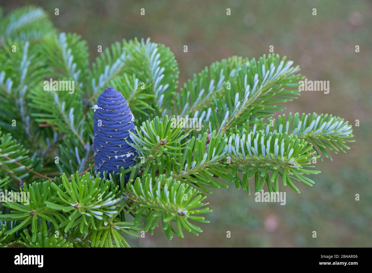 Korean fir (Abies koreana) cone on green branch. Close-up of Korean fir. Stock Photo
