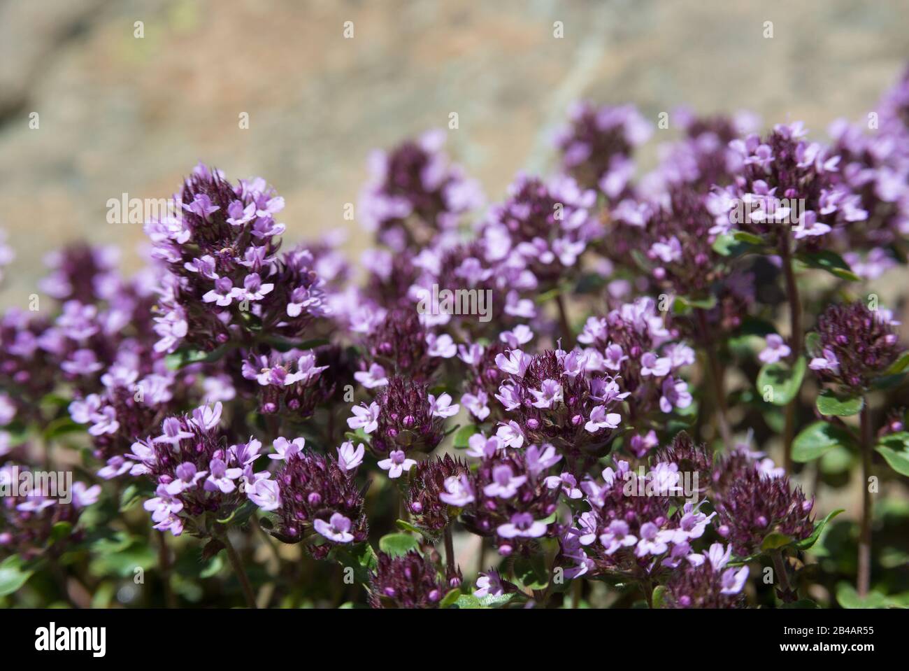 Flowers of thyme. Thyme is commonly used in cookery and in herbal