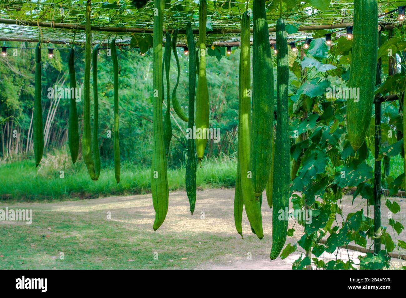 Luffa cylindrica (Sponge gourd, Smooth loofah, Vegetable sponge, Gourd towel) ; A colorful of fruit which round & long shape. Yellow flower & green le Stock Photo