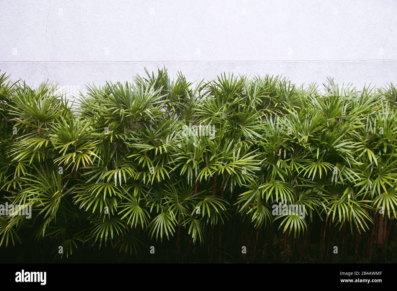 Natural green palm leaves with cement wall background, Livistona Rotundifolia Palm, borassus Flabellifer. Stock Photo