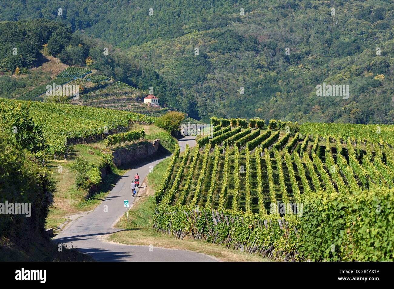 Alsace vineyard cycle route hi-res stock photography and images - Alamy