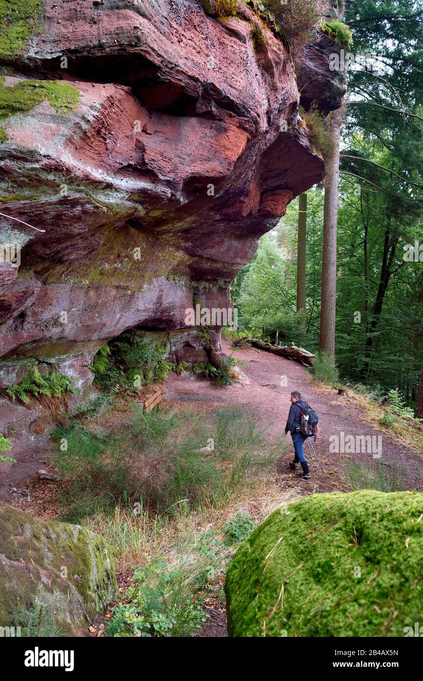France, Bas-Rhin, Parc regional des Vosges du nord (Northern Vosges  Regional Natural Park), La Petite Pierre, hiker on the Trois Roches trail  at the Rocher des Paiens (Rock of the Pagans Stock