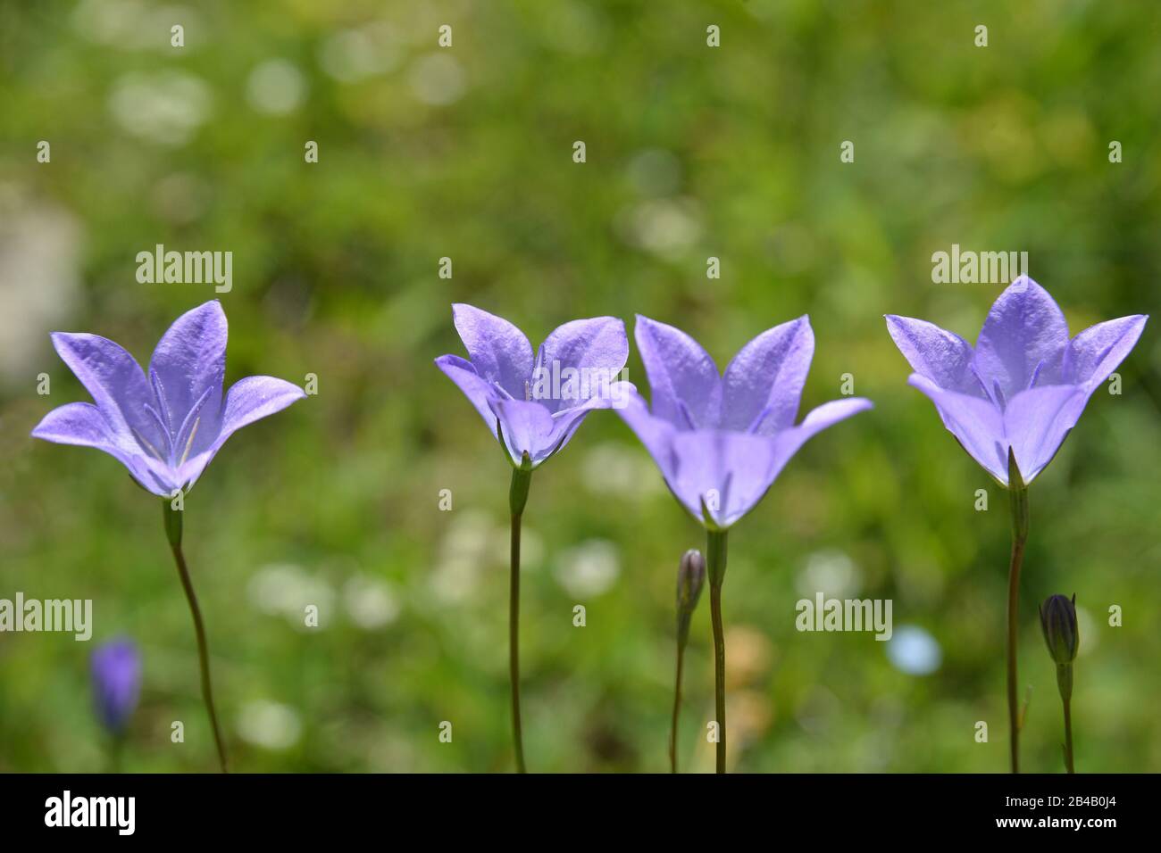 Several violet sunlit  bellflowers are outlined against natural green blur background. Stock Photo