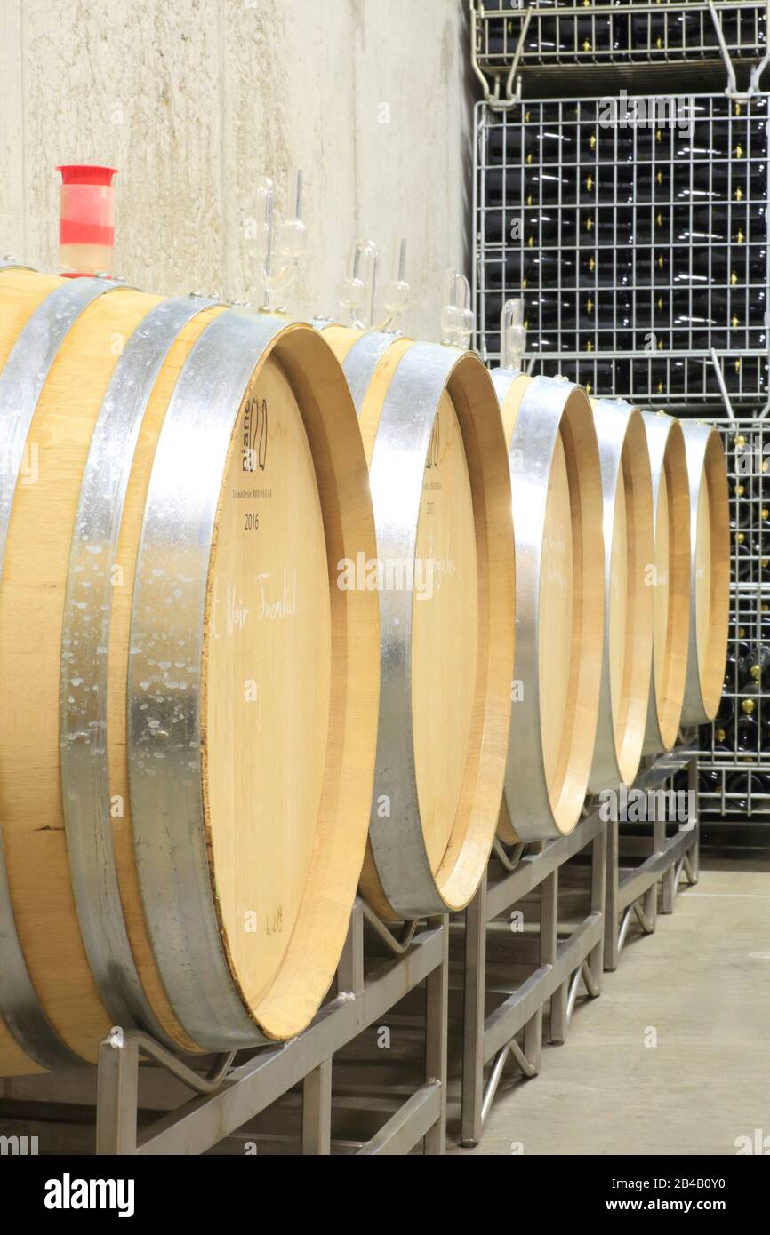 France, Haut Rhin, Wettolsheim, Domaine Paul Buecher, barrels with black and white pinot for the production of organic Cremant d'Alsace (sparkling wine with designation of origin) Stock Photo
