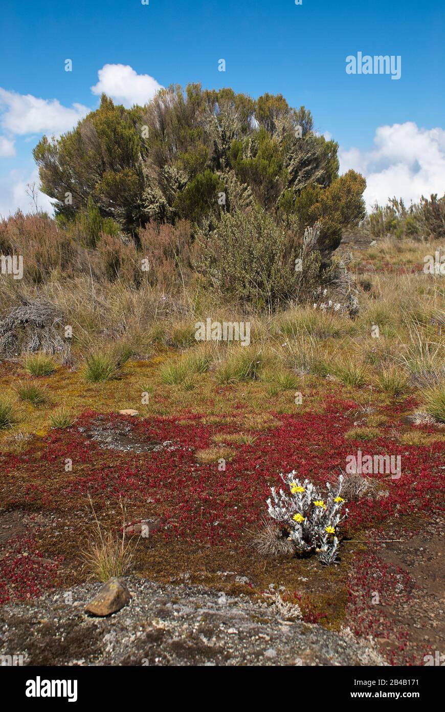 Red flowering moss and a giant heather plant on Mt. Kilimanjaro's Shira plateau, Tanzania Stock Photo