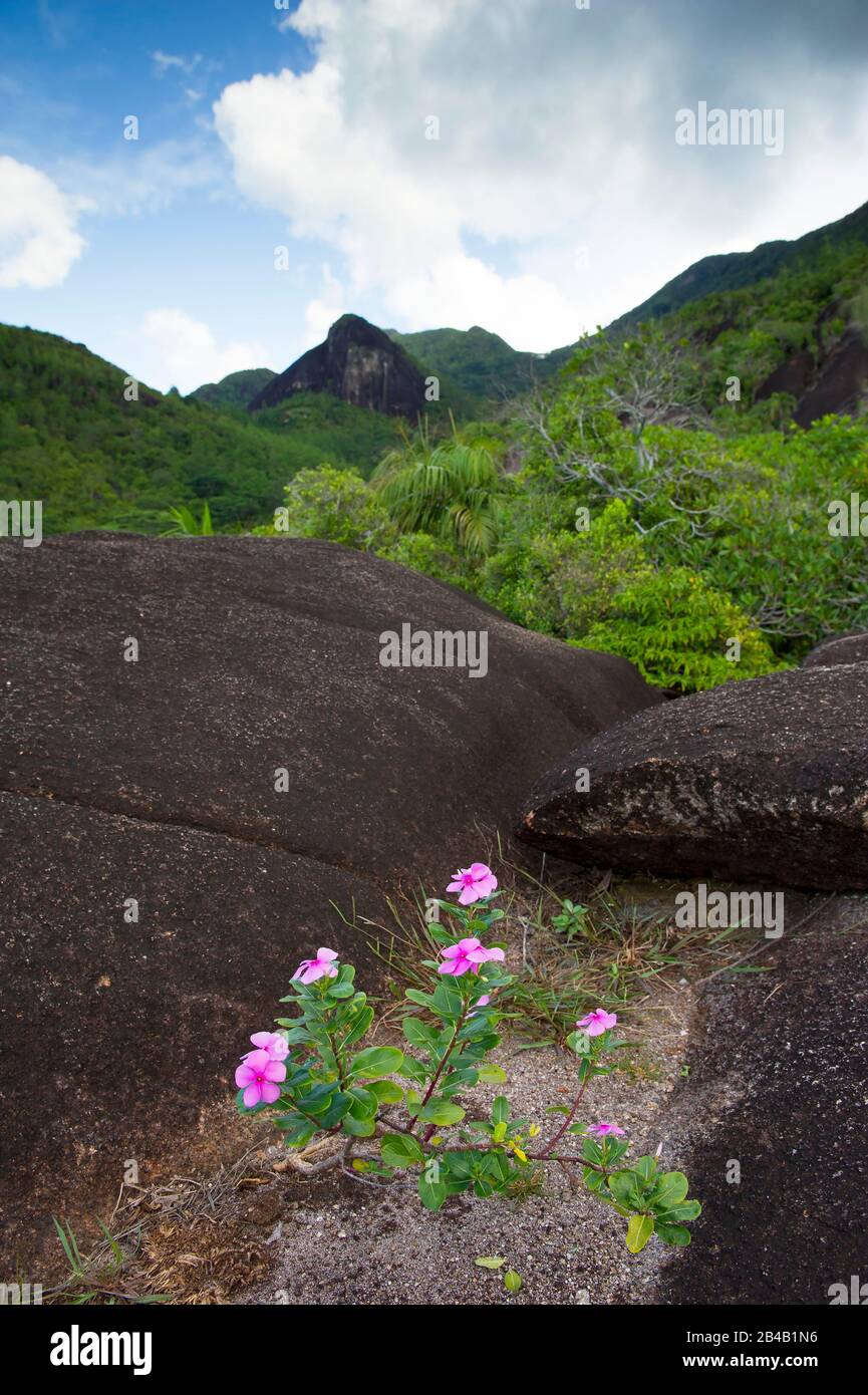 Seychelles, Mahe Island, outcrop of granite rocks in the Seychellois Morne National Park and periwinkle flower of Madagascar Stock Photo
