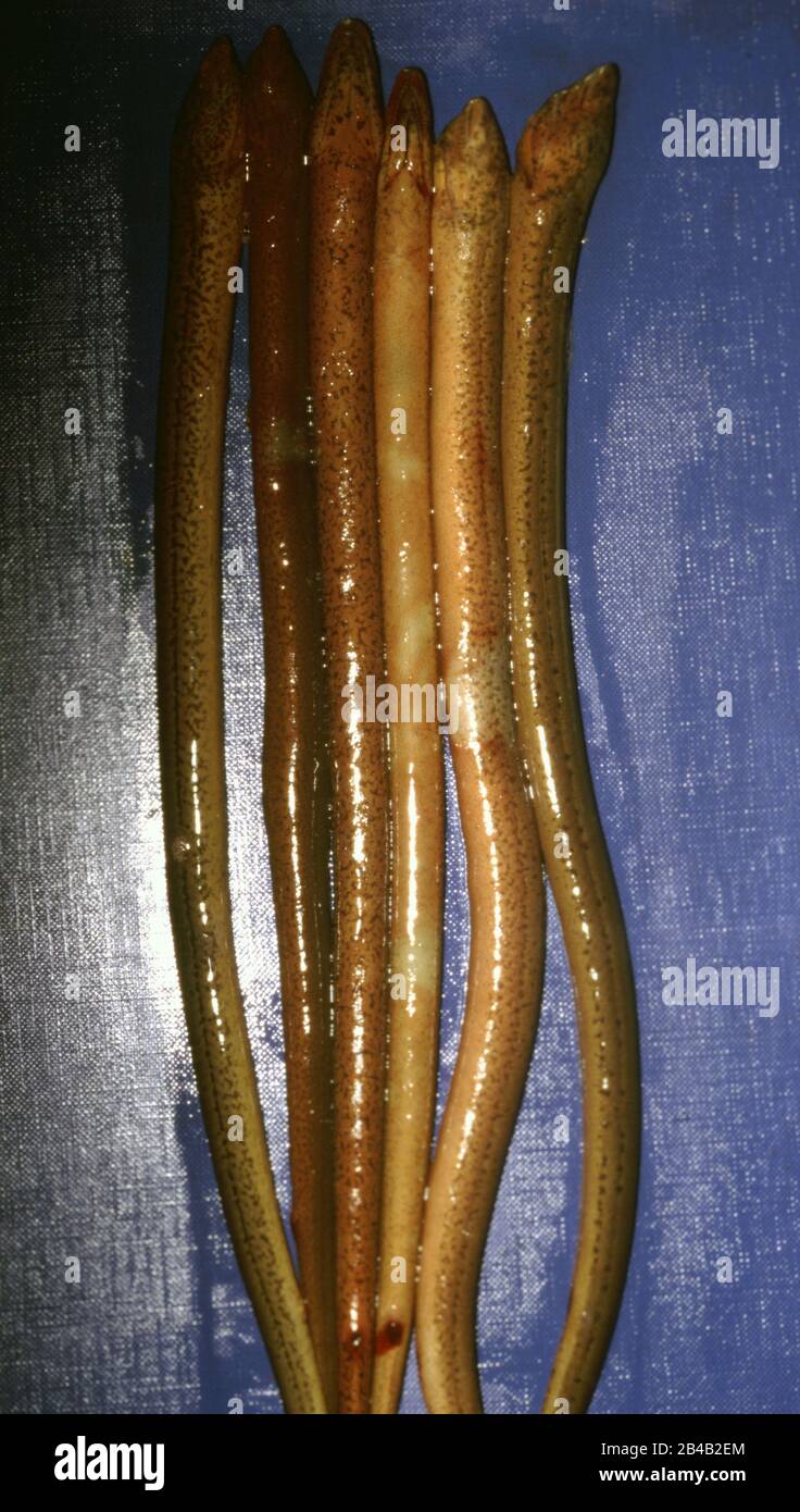 Vibriosis (Vibrio anguillarum) in Asian swamp eel, Monopterus albus Stock Photo