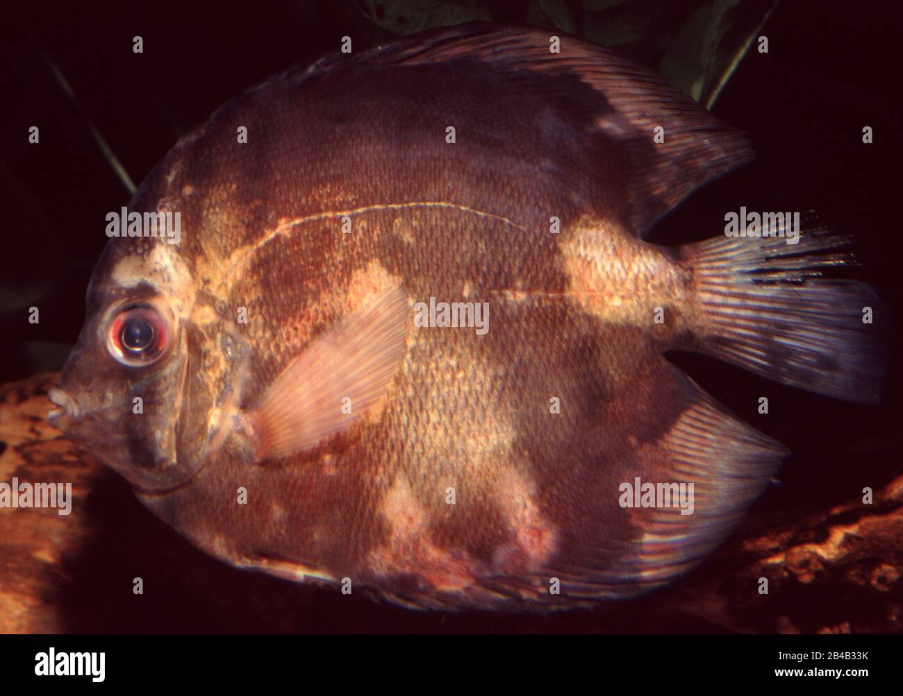 Skin parasitic disease (Chilodonella sp. and Costia sp.) in Discus fish, Symphysodon aequifasciatus Stock Photo