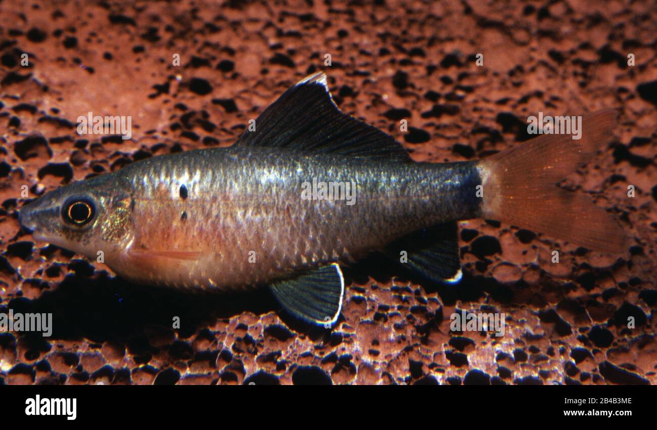 Dropsy fish disease in Red-tail shark (Epalzeorhynchos bicolor) Stock Photo