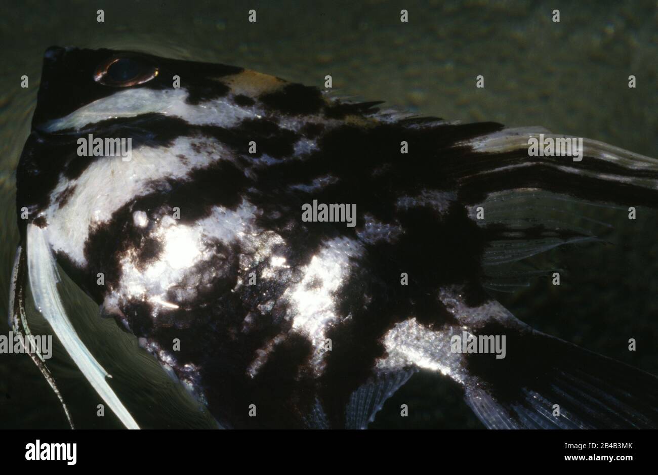 Angelfish Swim Bladder Treatment Fishro