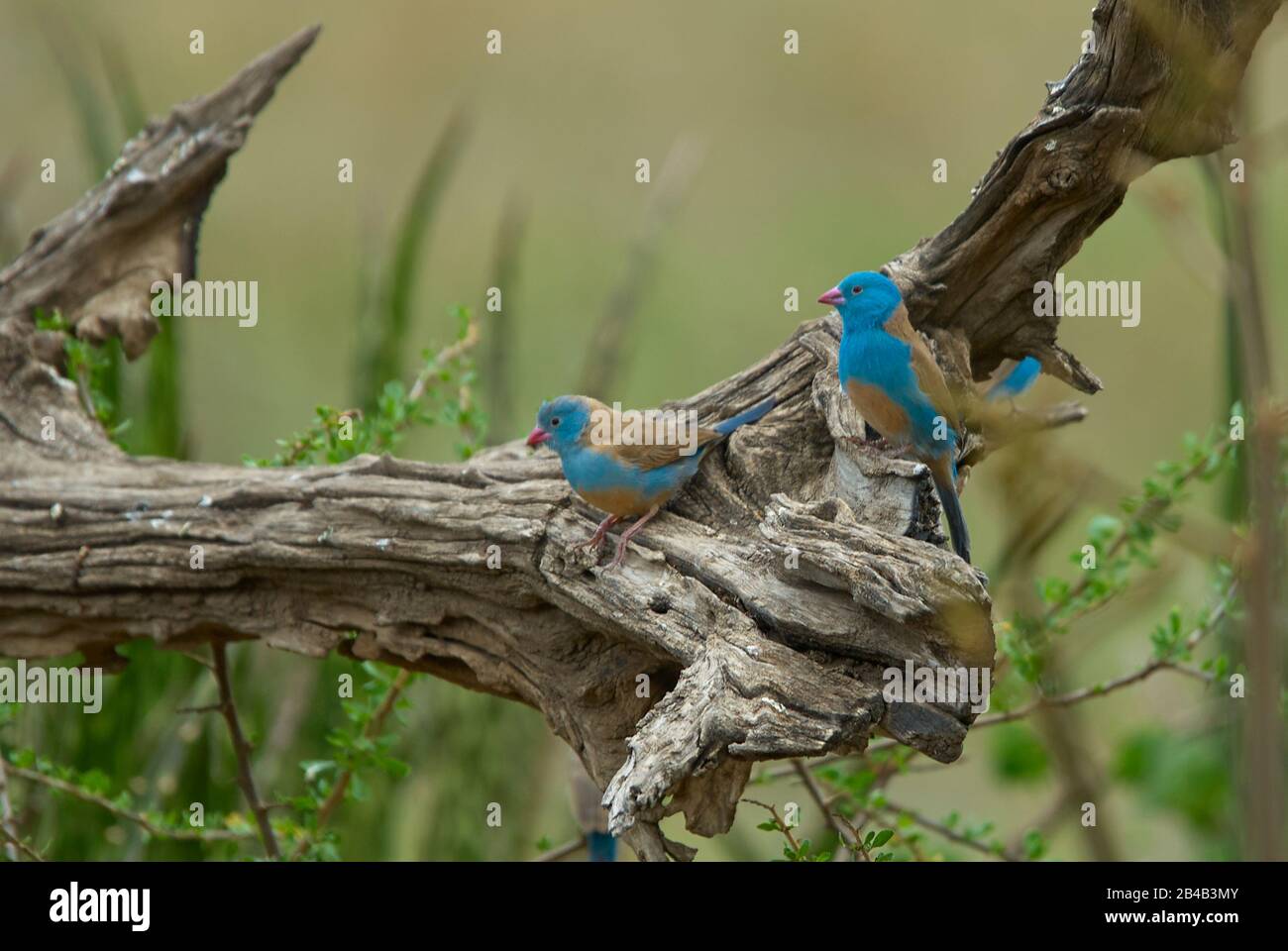 Blue Waxbill Cordon Bleu finches sitting on a weathered dead tree stump Stock Photo