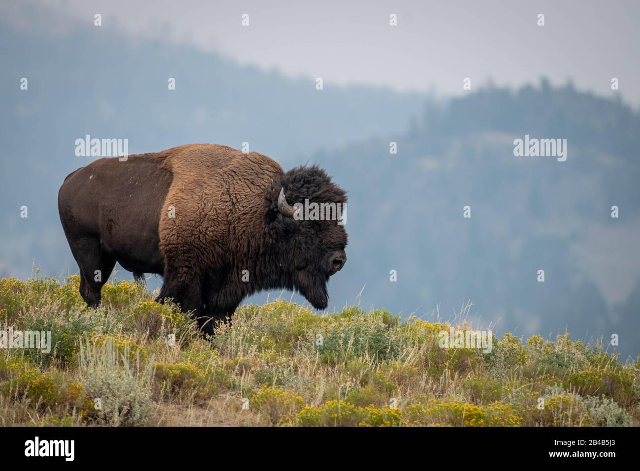 Plains bison in the Elk Ranch Flats grasslands at Grand Teton National