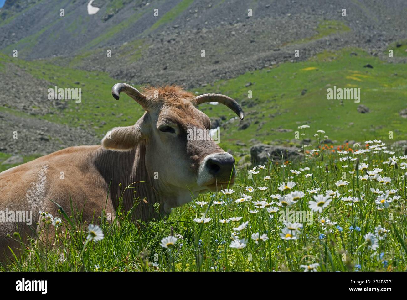 Cows have a rest  on alpine  meadow. White pyrethrum flowers in foreground. Stock Photo