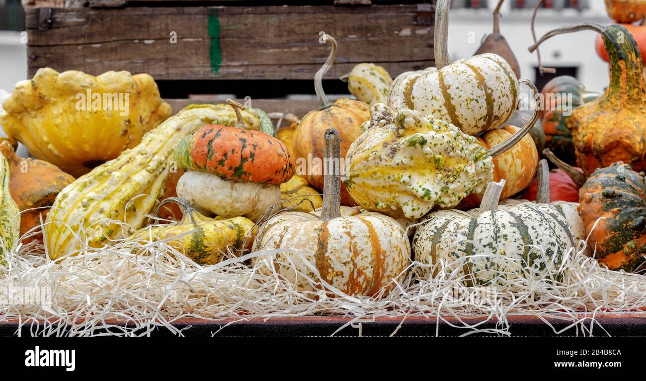 Beautiful and different varieties of squashes and pumpkins on table. Autumn rustic scene. Selective focus. Closeup. Stock Photo