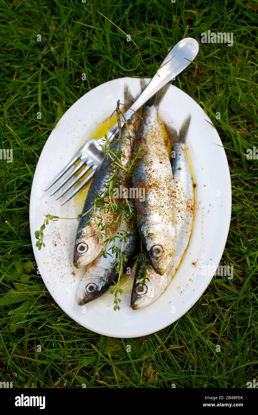 Plancha cooking, sardines with harissa Stock Photo - Alamy
