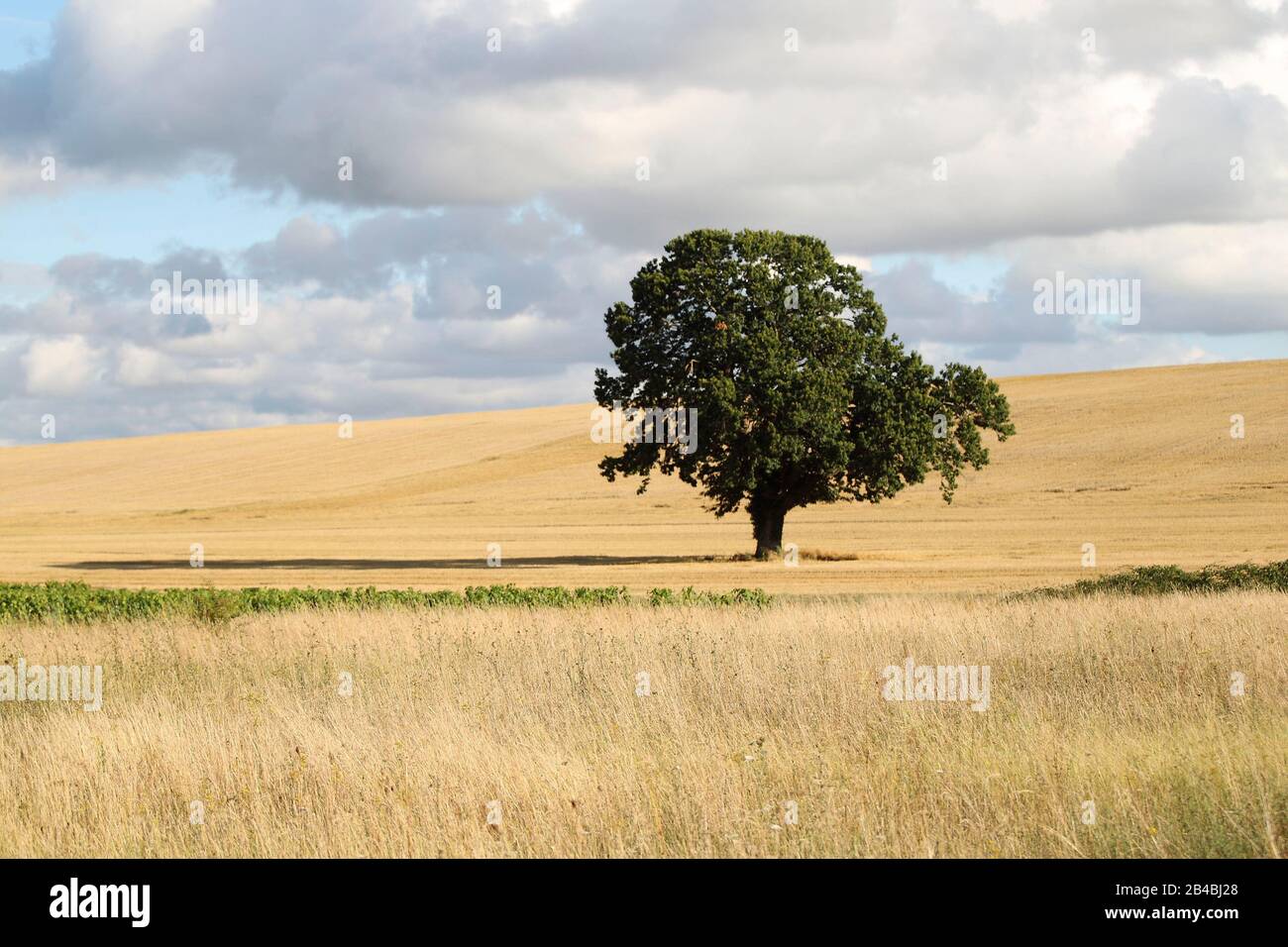 France, Indre et Loire, Anché, lone tree in a field Stock Photo - Alamy