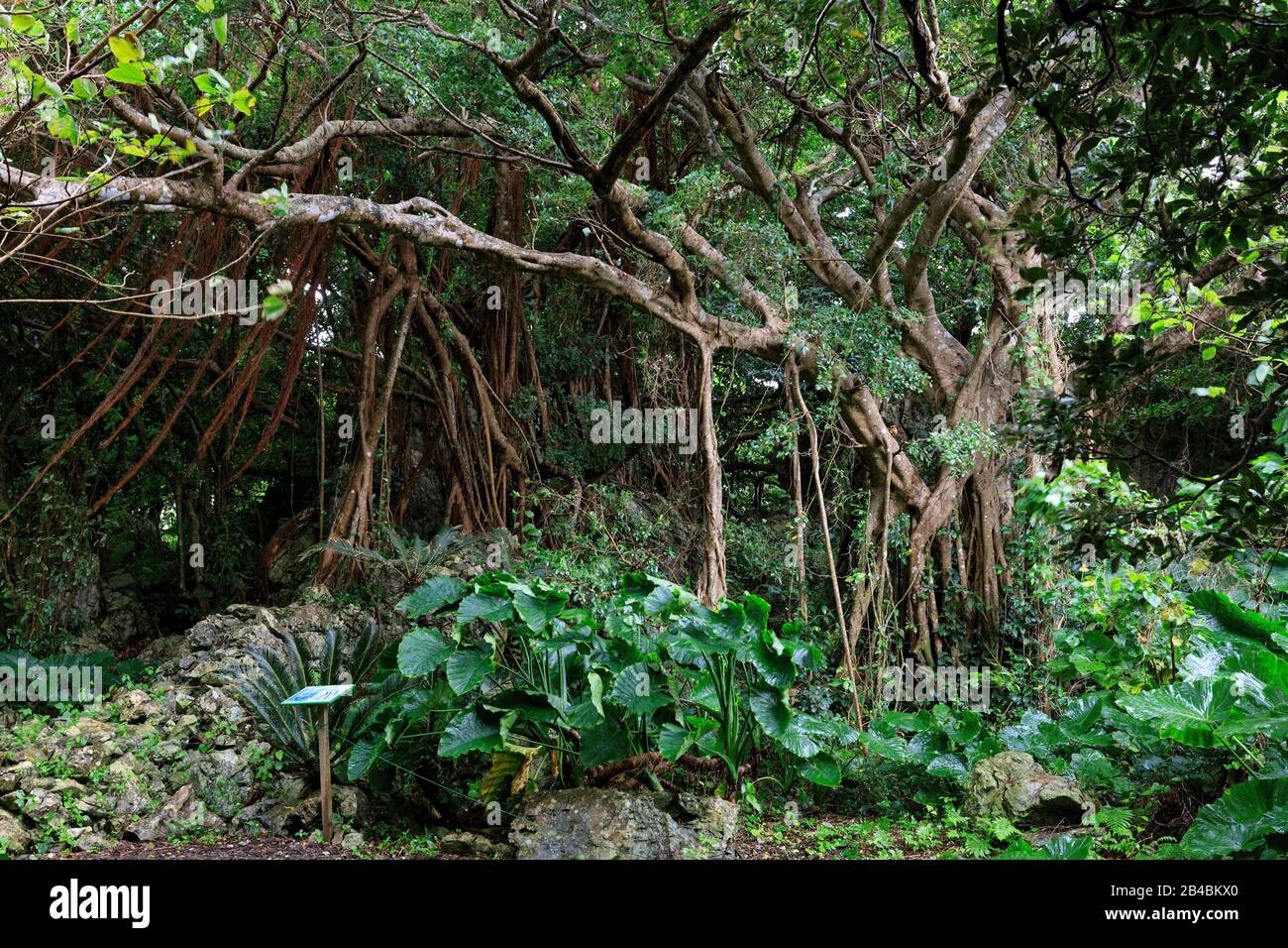 Japan Okinawa Island Ginama Yambaru National Park Daisekirinzan Banyan Tree Stock Photo Alamy