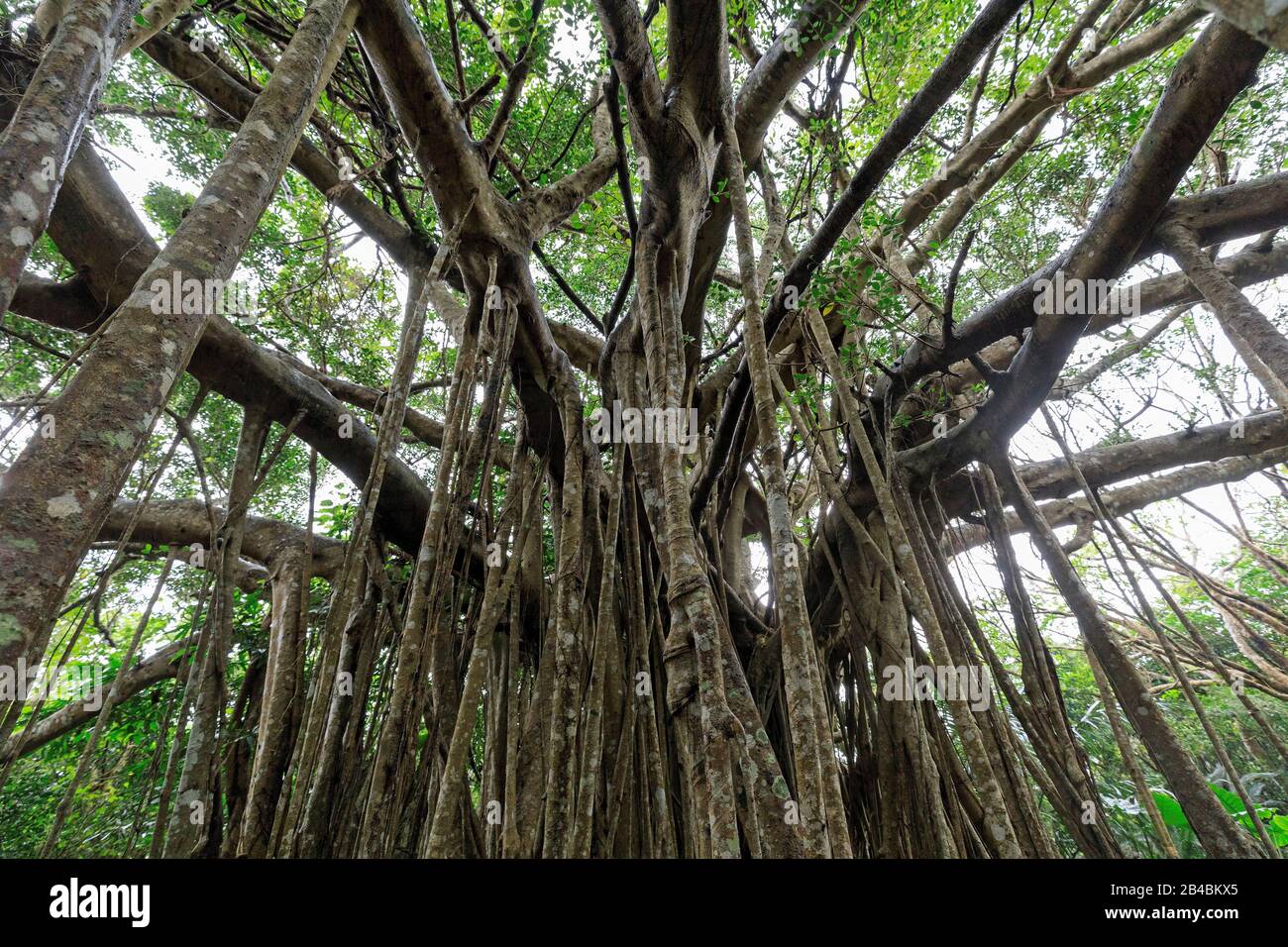 Japan Okinawa Island Ginama Yambaru National Park Daisekirinzan Banyan Tree Stock Photo Alamy
