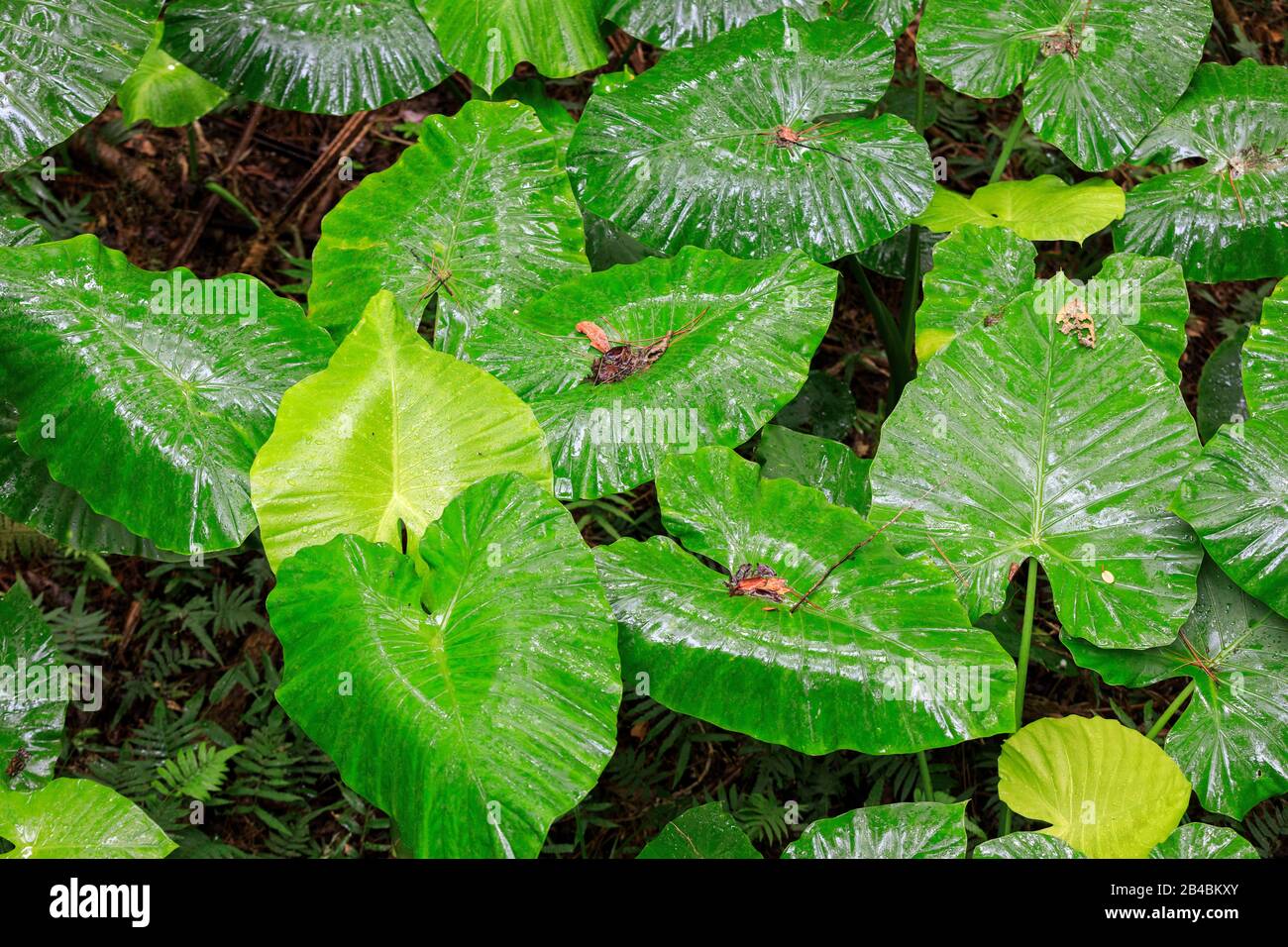 Japan, Okinawa Island, Afuso, The Atta Terrace, the garden Stock Photo ...