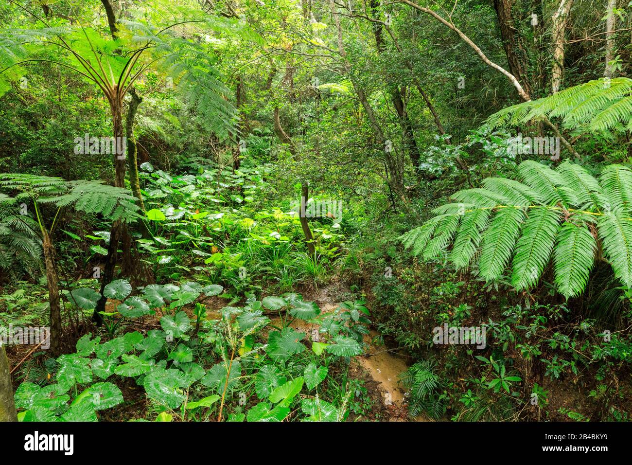 Japan, Okinawa Island, Afuso, The Atta Terrace, the garden Stock Photo ...