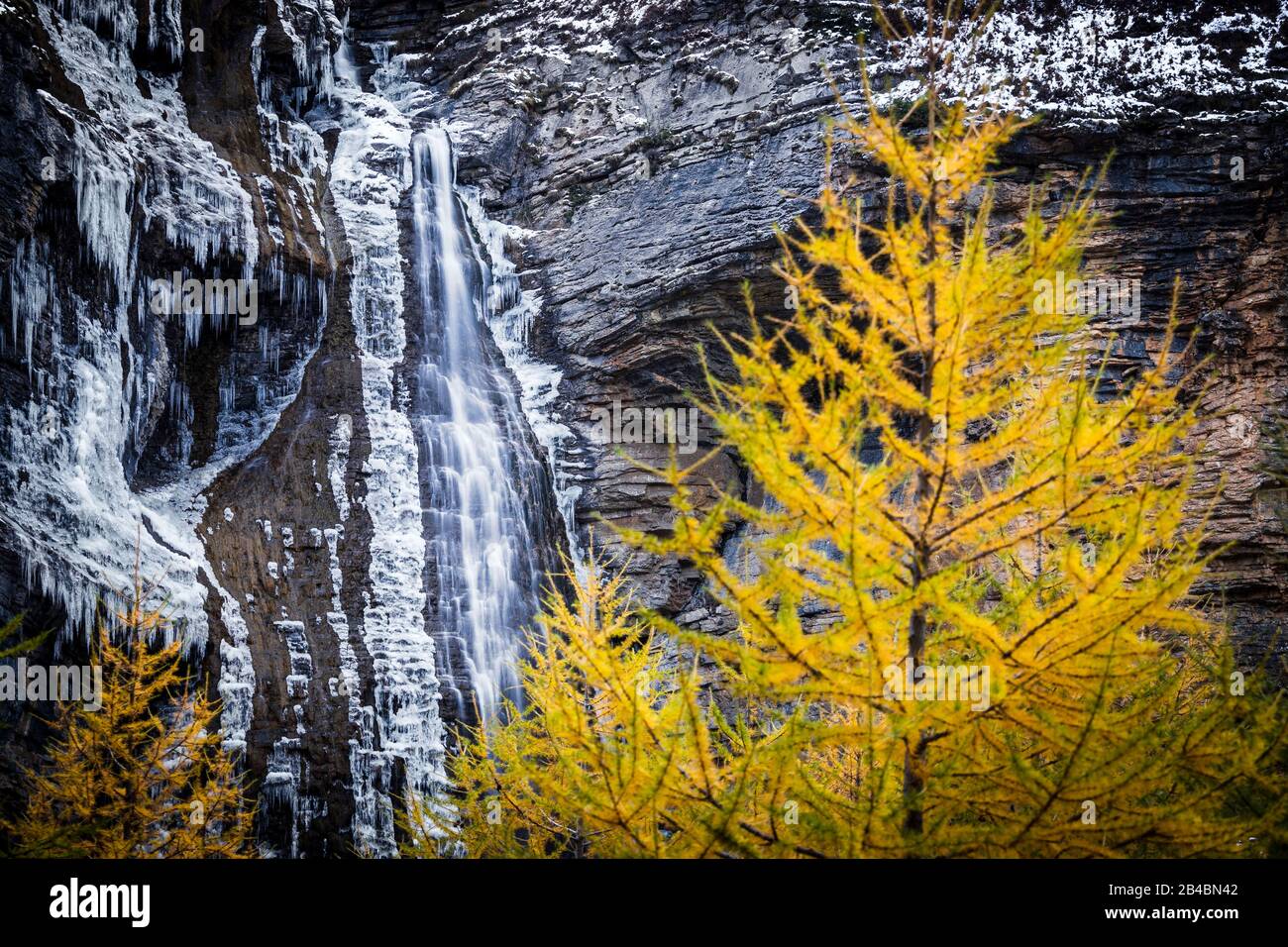 France, Alpes-Maritimes, Mercantour National Park, Tinée valley, Roya, orange-red fall color of European Larch (Larix decidua) from the Maïris valley and the Barres de Roya waterfall seen from the GR 5 Stock Photo
