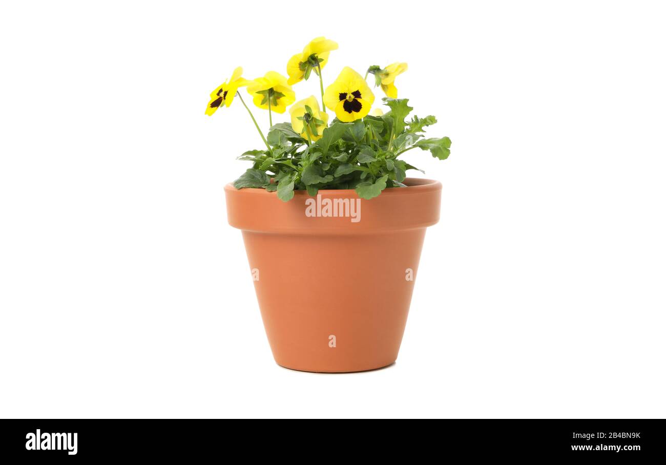 Yellow pansies in flower pot isolated on white background Stock Photo