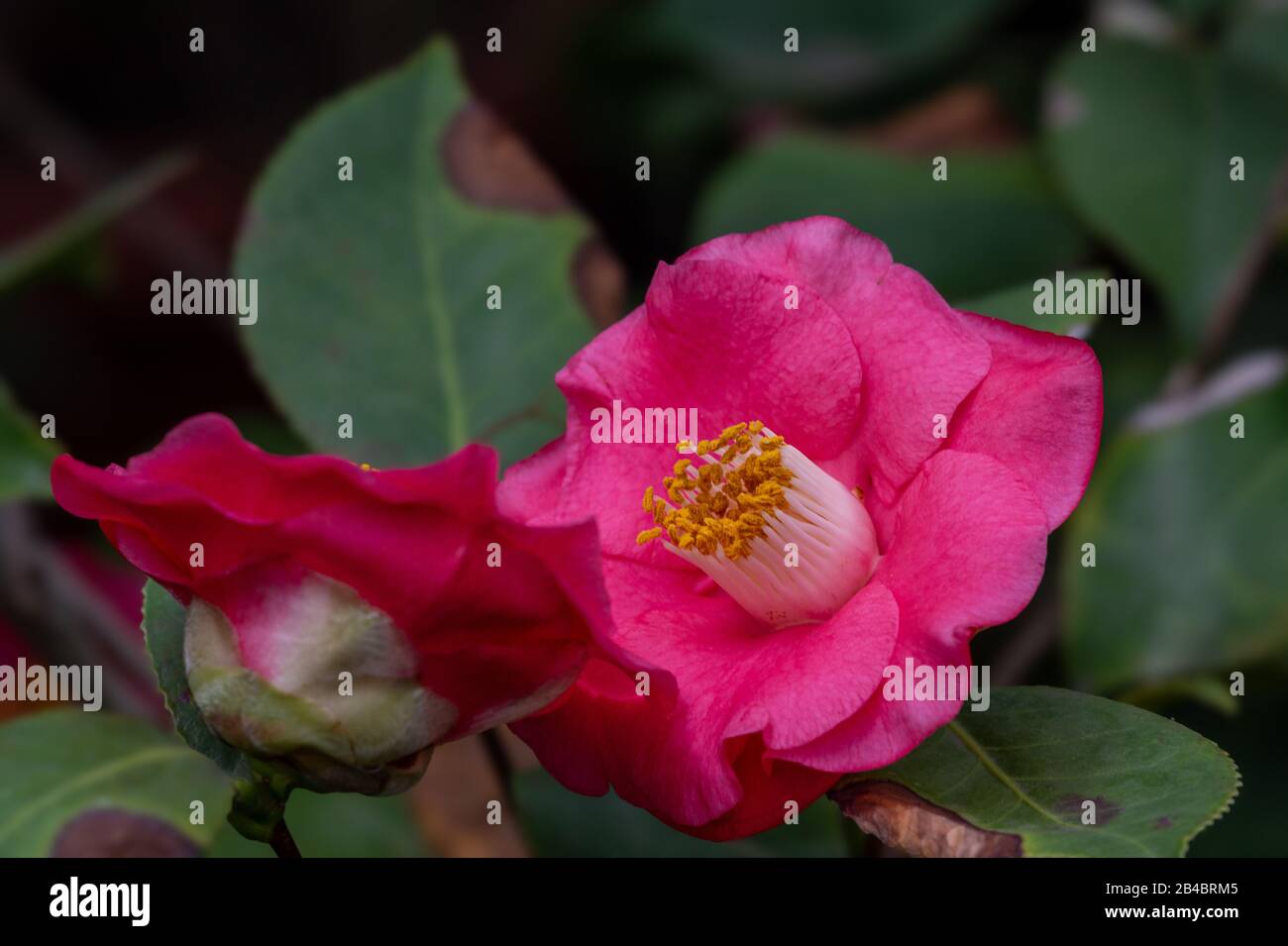 Camellia flowers. Evergreen. Tea families (Theaceae). Nature. Stock Photo