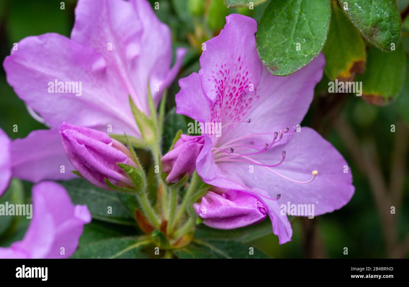 Red Rhododendron Bush Stock Photos Red Rhododendron Bush Stock