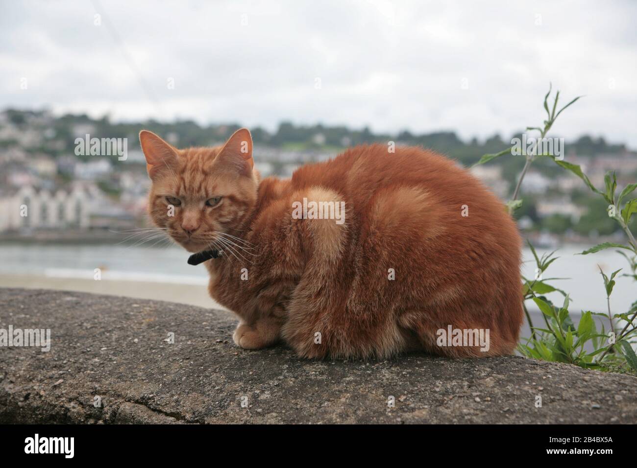Marmalade cat, The Ship Inn, Kingswear, South Devon, England, UK Stock Photo