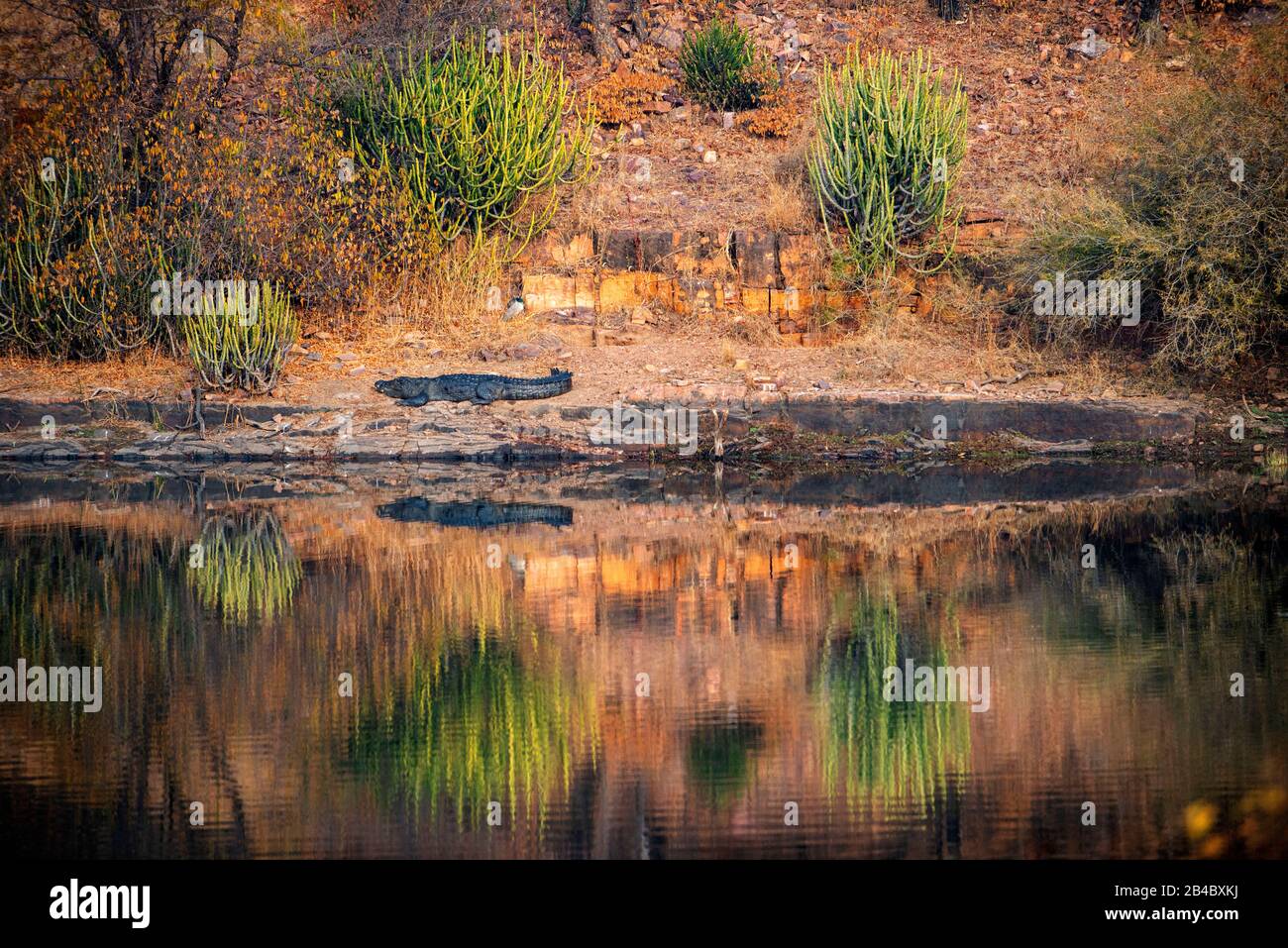 Mugger Crocodile [Crocodylus palustris] or indian Marsh Crocodile resting on the waters edge, Ranthambore National Park, India. This is one of the exc Stock Photo