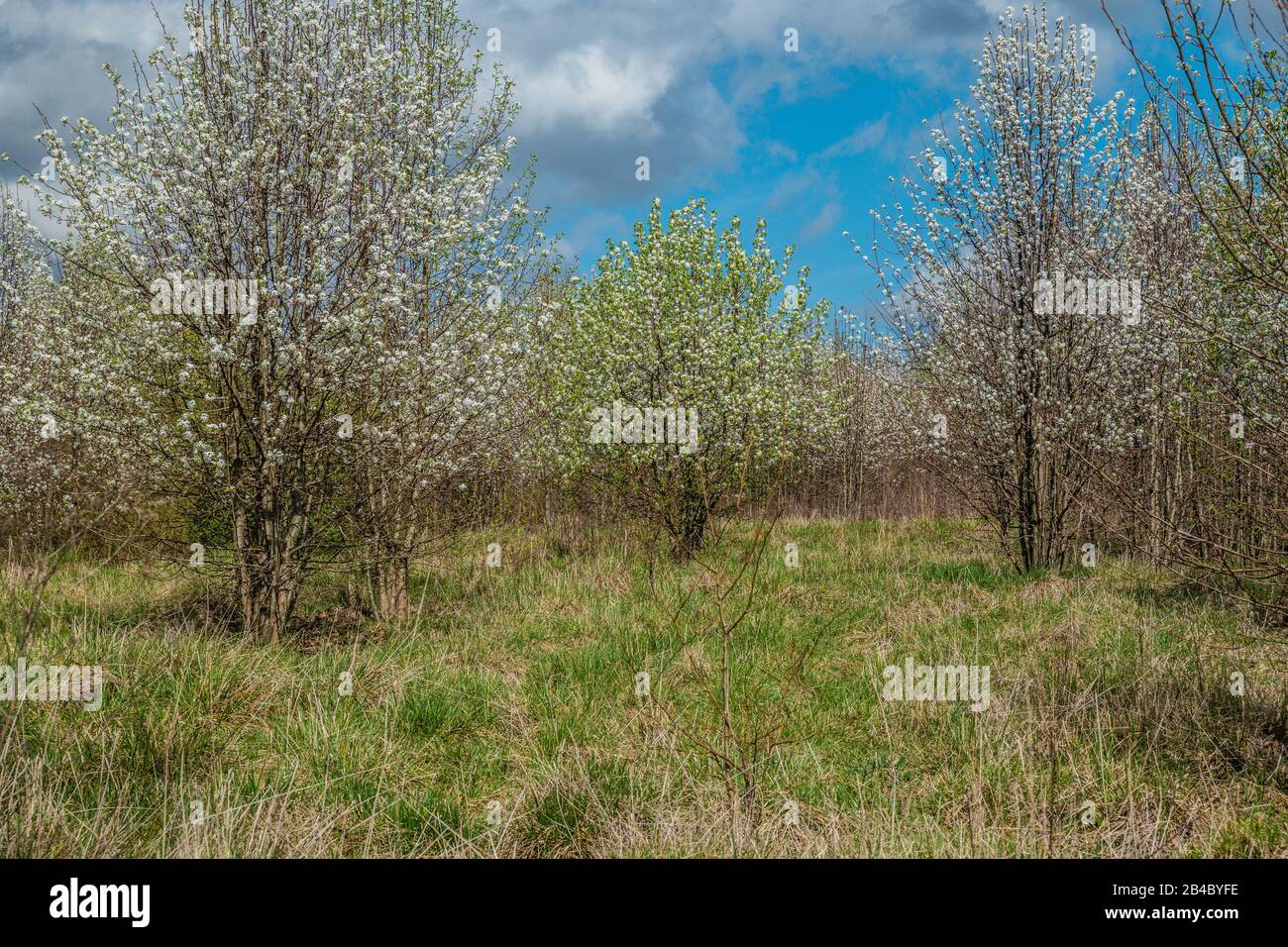 A grouping of various types of white flowering trees in a field of tall grasses with a vibrant blue sky and clouds on a sunny day in springtime Stock Photo