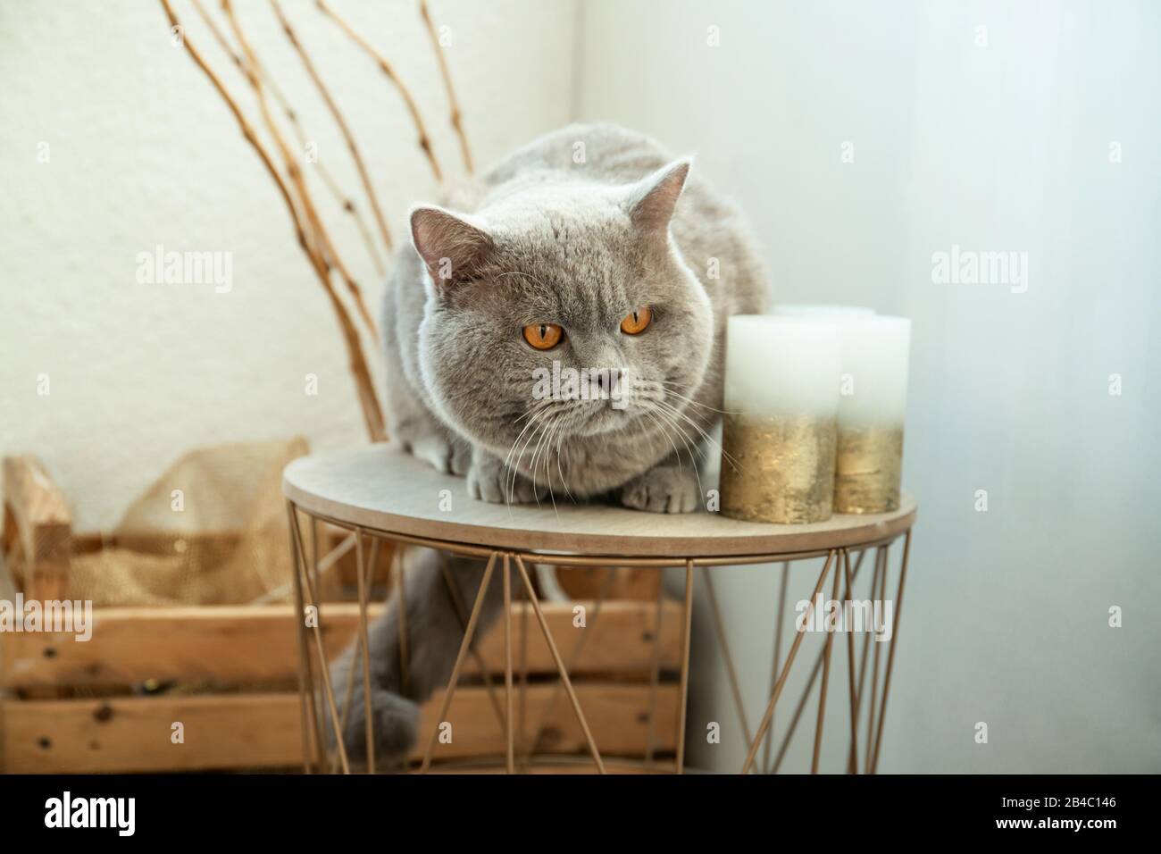 Beautiful cat is sitting in a room in the interior. Stock Photo