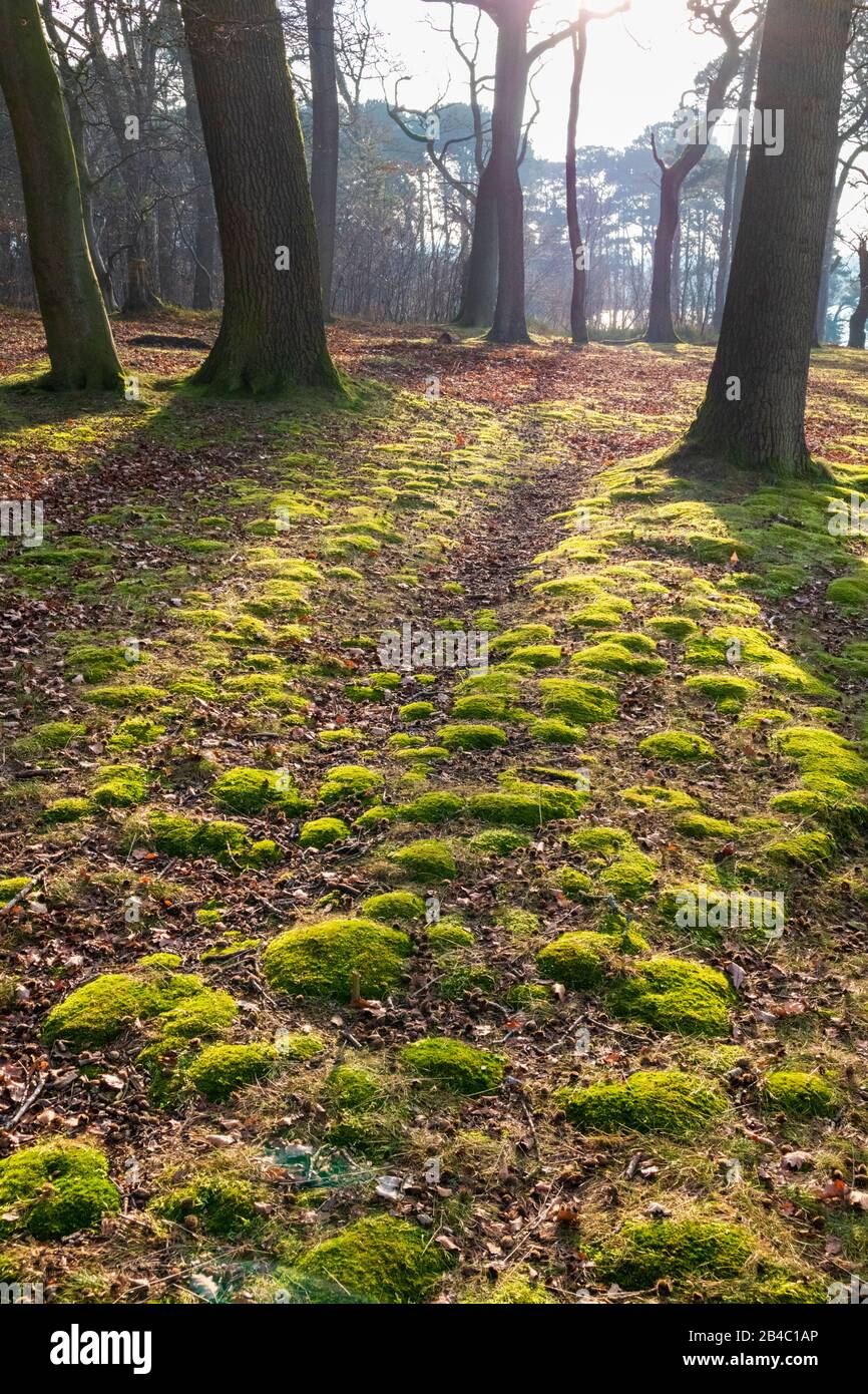 Winter sunlight in a mossy woodland at Talkin Tarn, Cumbria UK Stock Photo