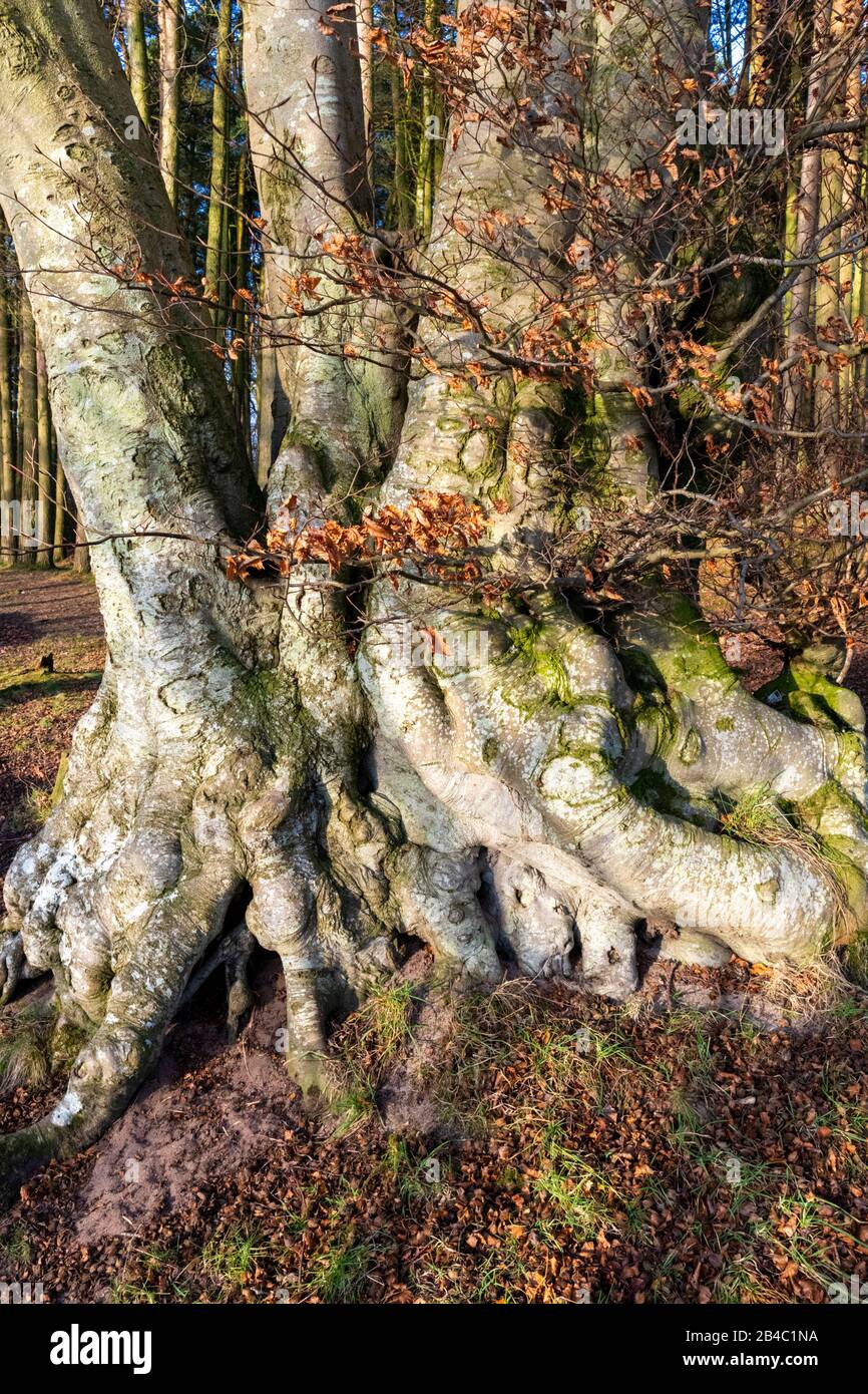 Winter sunlight on the gnarled roots of an ancient coppiced beech tree at Talkin Tarn, Cumbria UK Stock Photo