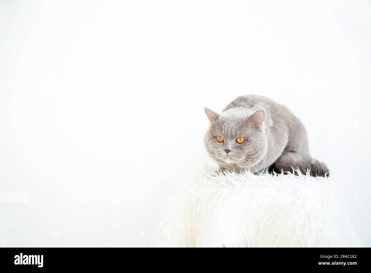 Cat on a white carpet on a white background. Place for text. Stock Photo