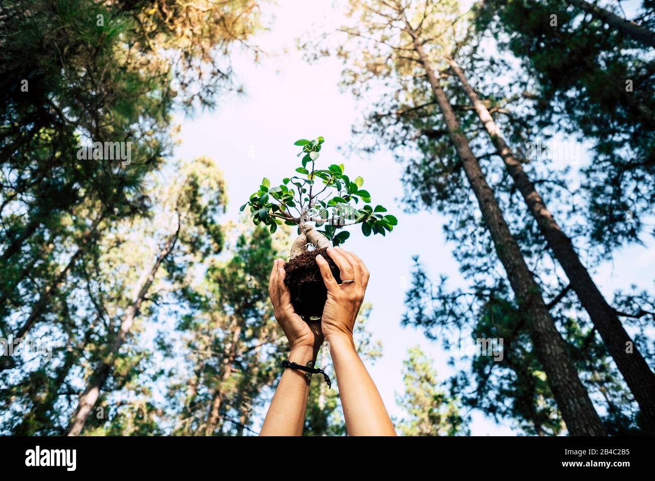 Environment and save the planet growing a tree concept with pair of human people hands showing up a little tree with natural forest around - earth's day celebration for future Stock Photo