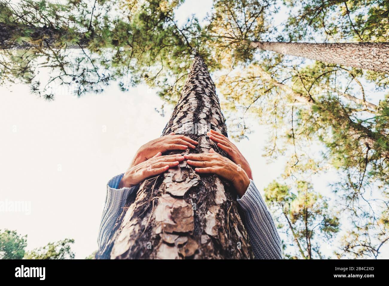 People protecting trees from deforestation concept with couple of senior caucasian hands hugging with love a pine in the wood - earth's day and save the planet positive message Stock Photo