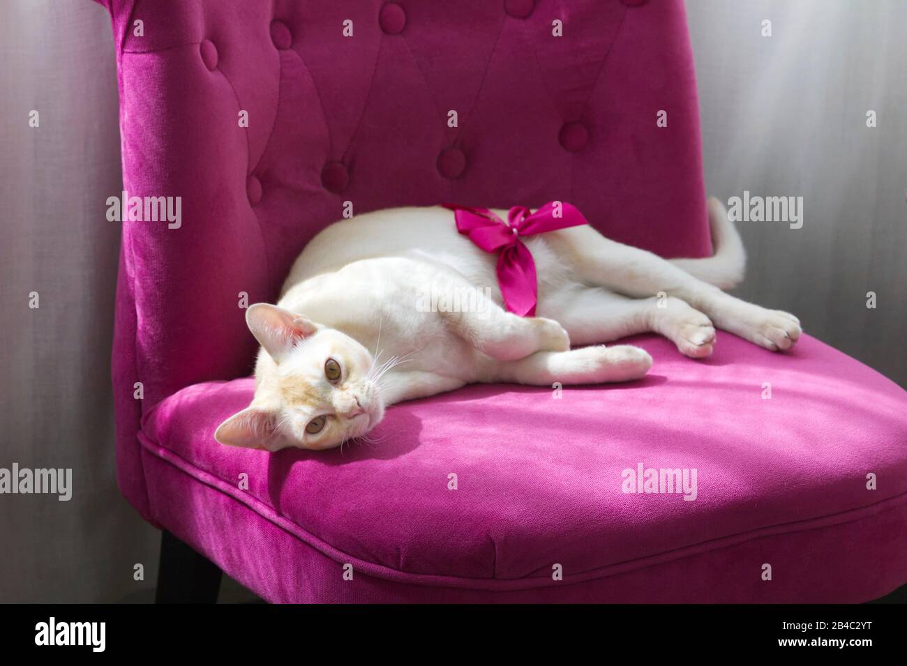 Purebred Burmese cat on pink armchair Stock Photo