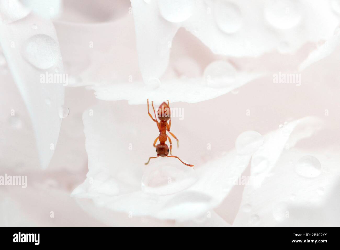 Close up of ant drinking on a water drop in the garden Stock Photo