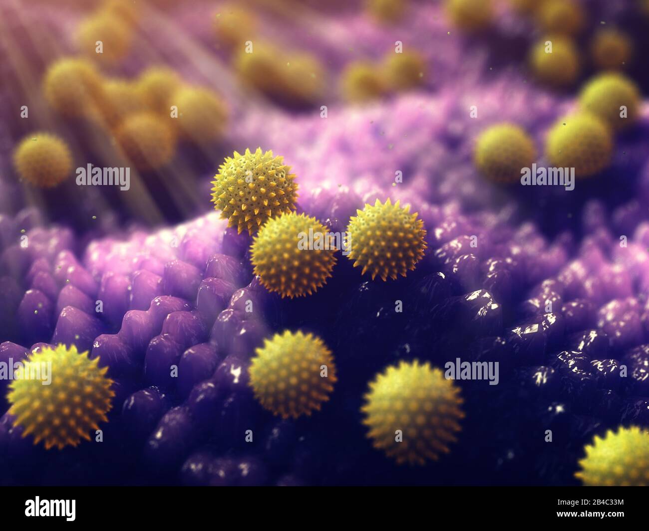 Pollen allergy is also known as hay fever or allergic rhinitis, Pollen grains Stock Photo