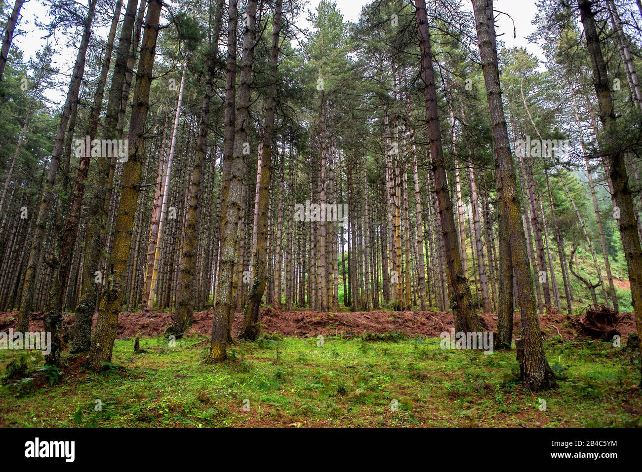 Forest trees at Trongsa landscape Pele La Pass, rural road to Trongsa passing through agricultural landscape Bhutan Stock Photo