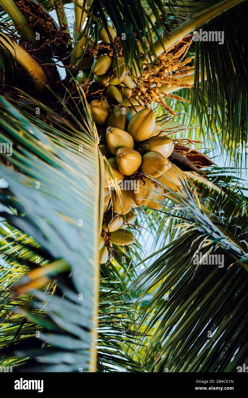 Fresh ripe coconut on the tree, coconut cluster on coconut tree. Palm tree branches. Stock Photo