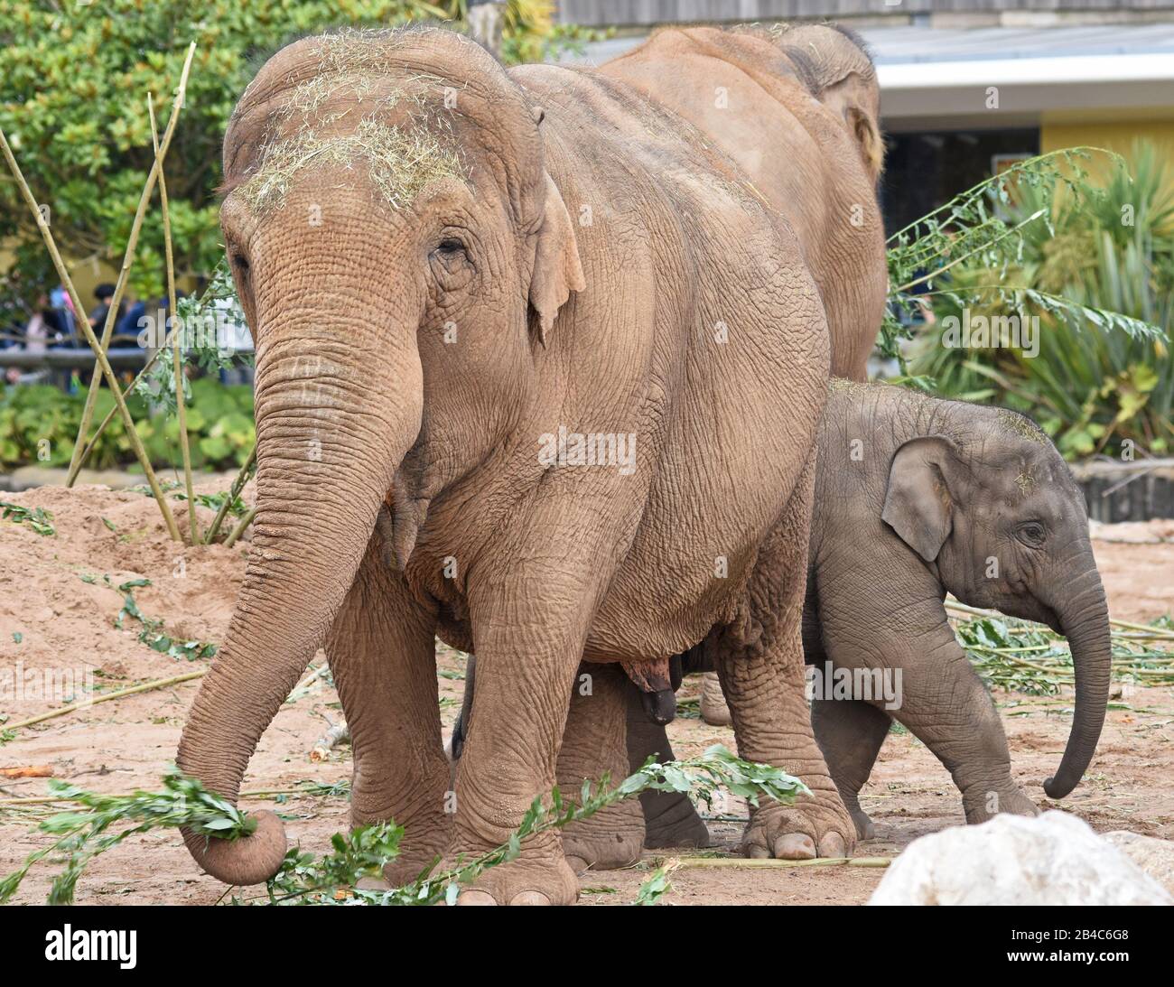 Mother and Baby Elephant in Zoo Enclosure Stock Photo